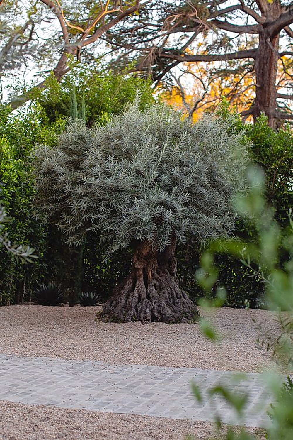 Orlando garden, Los Angeles landscape design by Hommes + Gardens, view 7