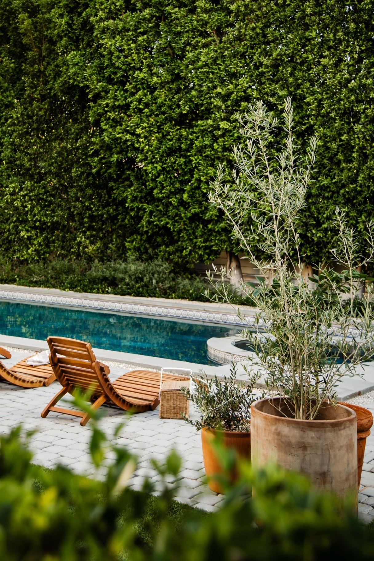 Poolside landscape with potted olive trees, wood loungers, and clipped green hedging