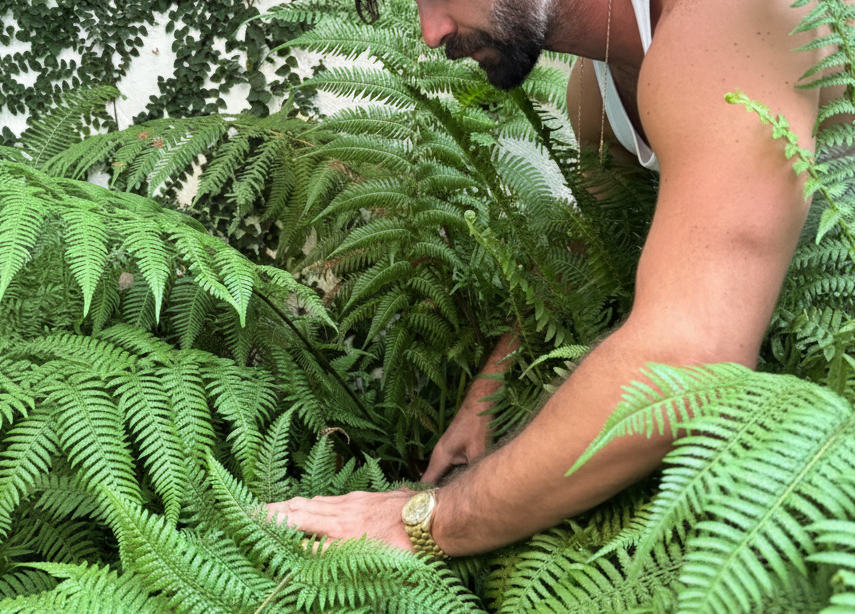Hommes + Gardens Ferns 