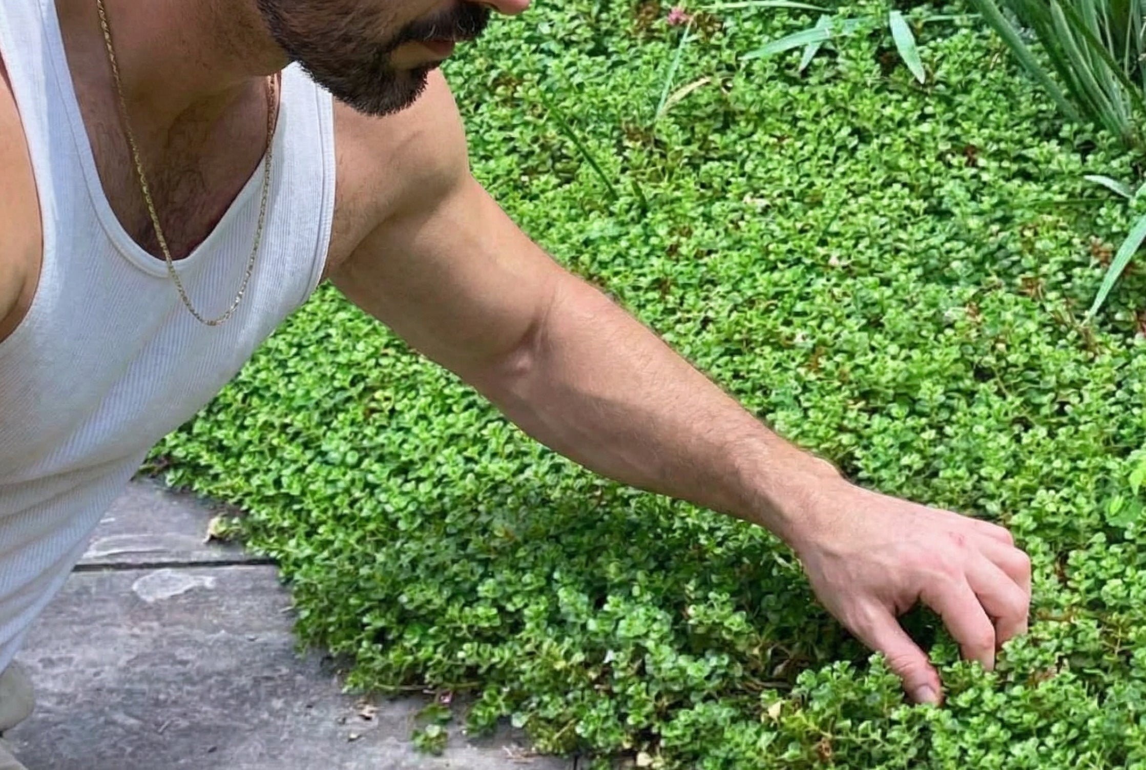 A Case for California Ground Covers