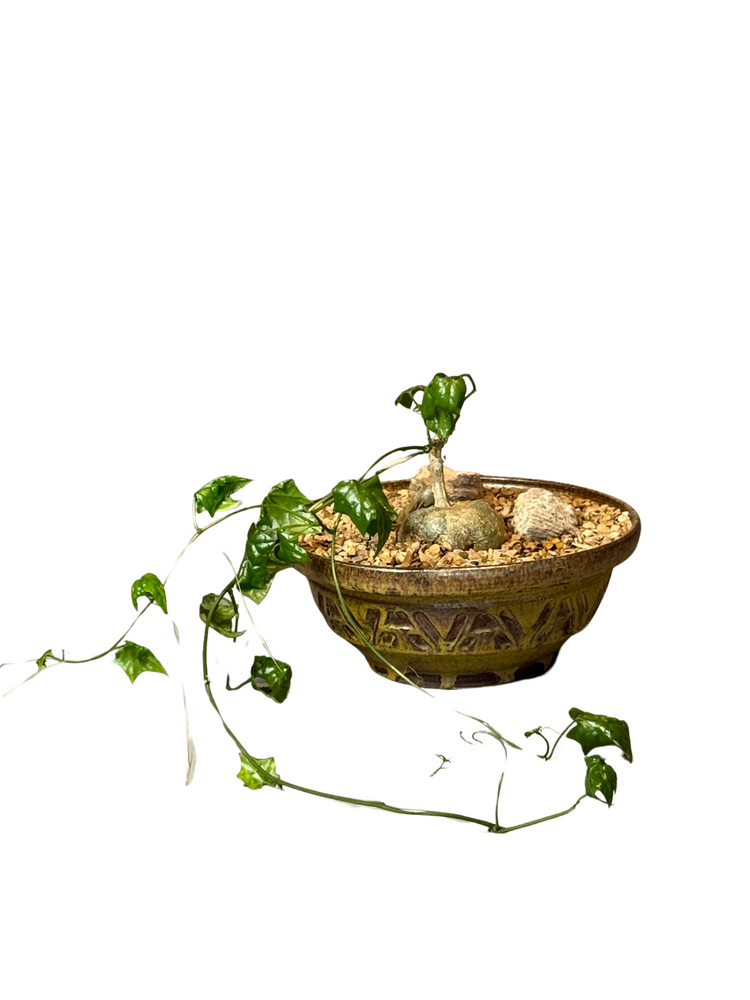 PLANT ARRANGEMENTS