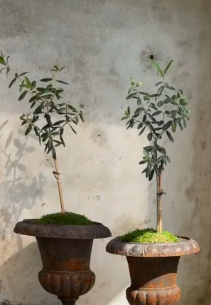 Olive Tree in Cast Iron Urn (Set of 2 Available)