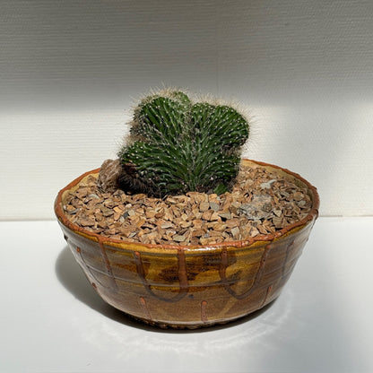 Neobuxbaumia Euphorbioides 'Cristata' in Vintage Handmade Ochre Ceramic Bowl