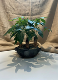 Four-Trunk Money Tree in Antique Vessel