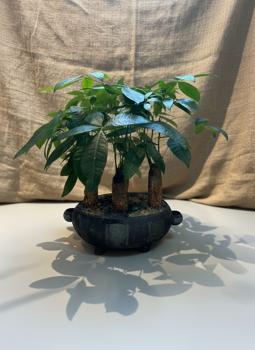 Four-Trunk Money Tree in Antique Vessel