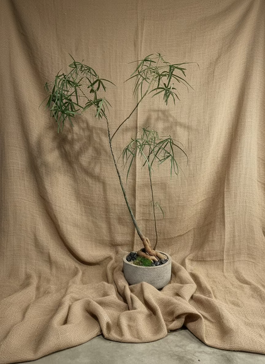 Queensland Bottle Tree in Carved Stone Basin