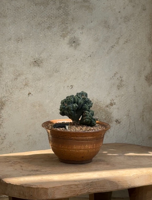 Ming Thing cactus in Terra-cotta glazed planter