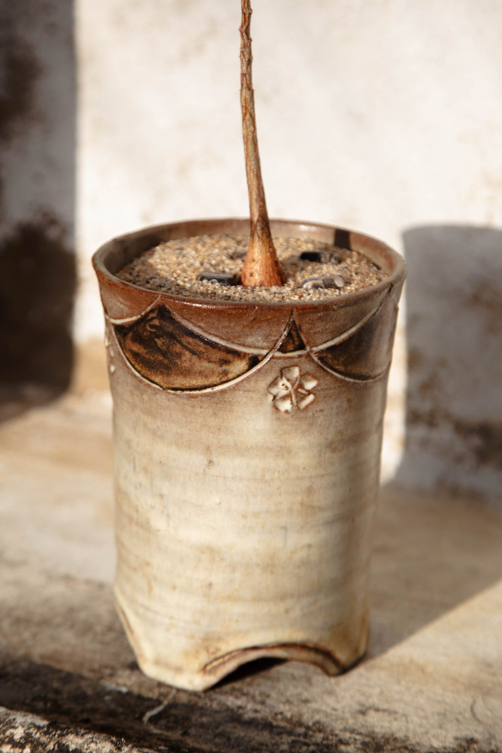 Brachychiton Rupestris ‘Queensland Bottle Tree’ planted in handmade footed ceramic vessel with sand and stone accents — Hommes and Gardens, Plant Arrangements Collection, home decor, outdoor decorations, home design, luxury design, Landscape Architect, Interior Designer, Outdoor Living, Art, Furniture, Objects, Best Gifts, Nature, Backyard, Yard.