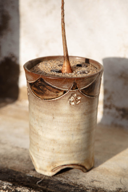 Brachychiton Rupestris ‘Queensland Bottle Tree’ planted in handmade footed ceramic vessel with sand and stone accents — Hommes and Gardens, Plant Arrangements Collection, home decor, outdoor decorations, home design, luxury design, Landscape Architect, Interior Designer, Outdoor Living, Art, Furniture, Objects, Best Gifts, Nature, Backyard, Yard.