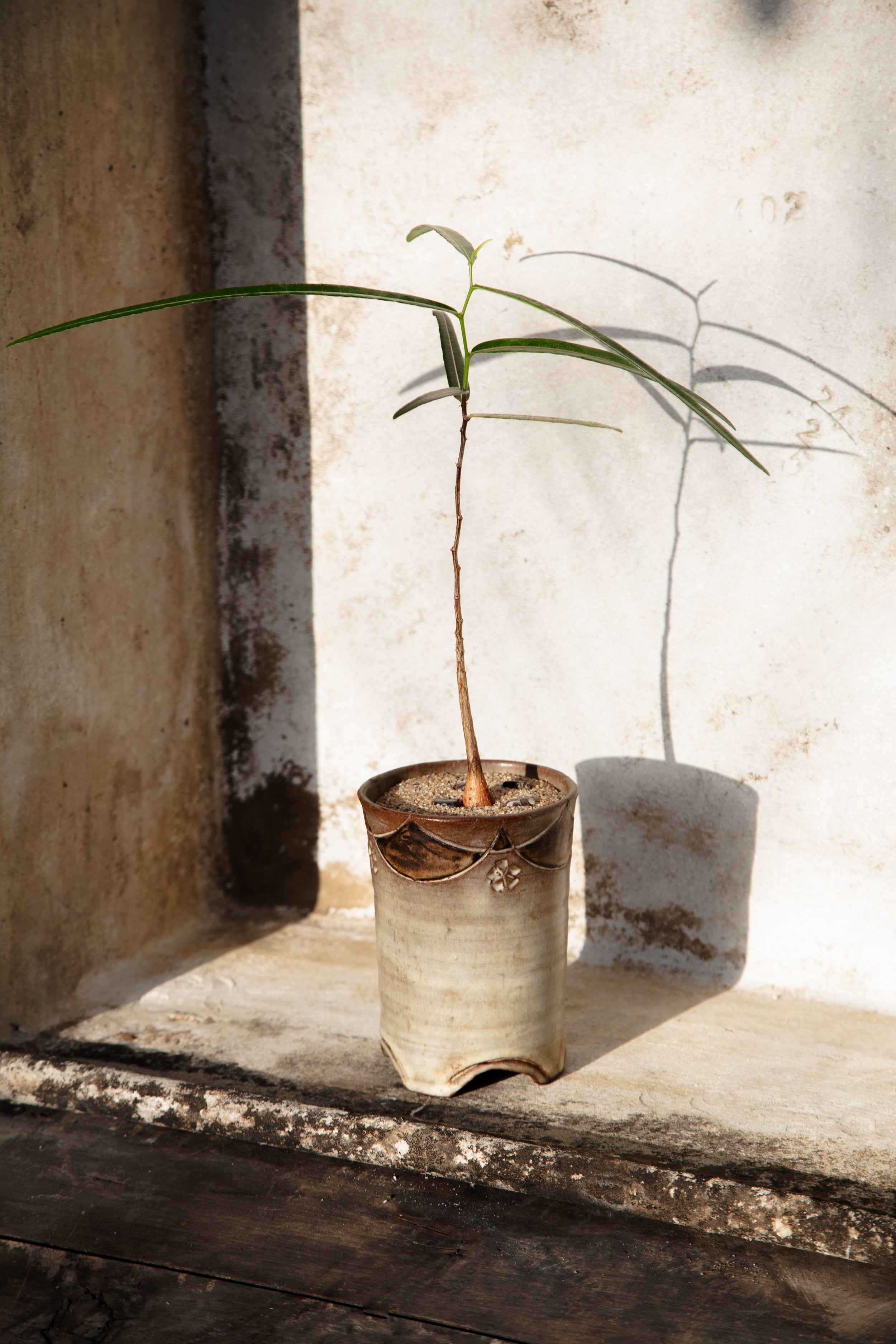 Brachychiton Rupestris ‘Queensland Bottle Tree’ displayed in a handmade footed ceramic vessel with sand and polished stone accents, a refined potted arrangement blending art and nature — Hommes and Gardens, Plant Arrangements & Pots + Vessels Collection, Home Decor, Outdoor Decorations, Landscape Architect, Interior Designer, Outdoor Living, Home Design, Luxury Design, Art, Furniture, Objects, Best Gifts, Nature, Backyard, Yard.