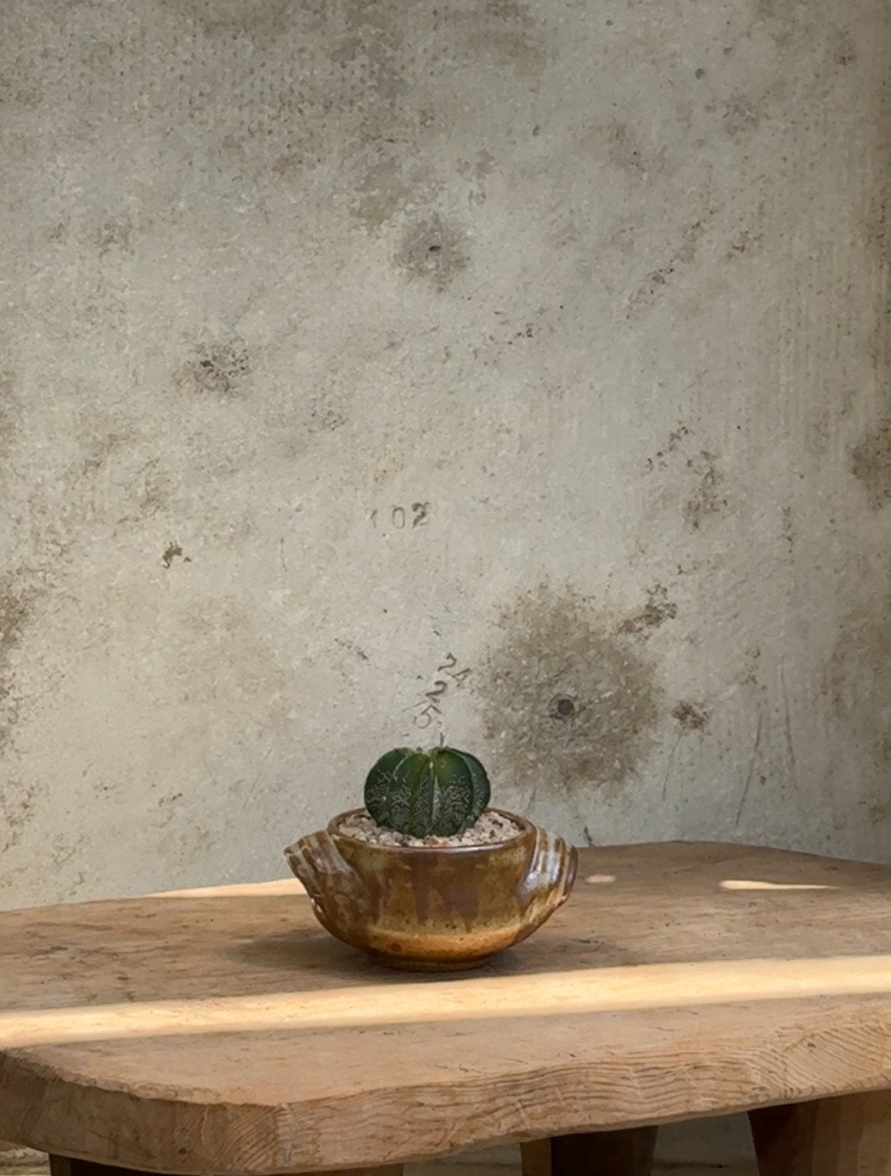 Cactus in a small brown glazed vase with rustic side handles, a charming potted plant arrangement combining earthy ceramic design with vibrant greenery — Hommes and Gardens, Plant Arrangements & Pots + Vessels Collection, Home Decor, Outdoor Decorations, Landscape Architect, Interior Designer, Outdoor Living, Home Design, Luxury Design, Art, Furniture, Objects, Best Gifts, Nature, Backyard, Yard.