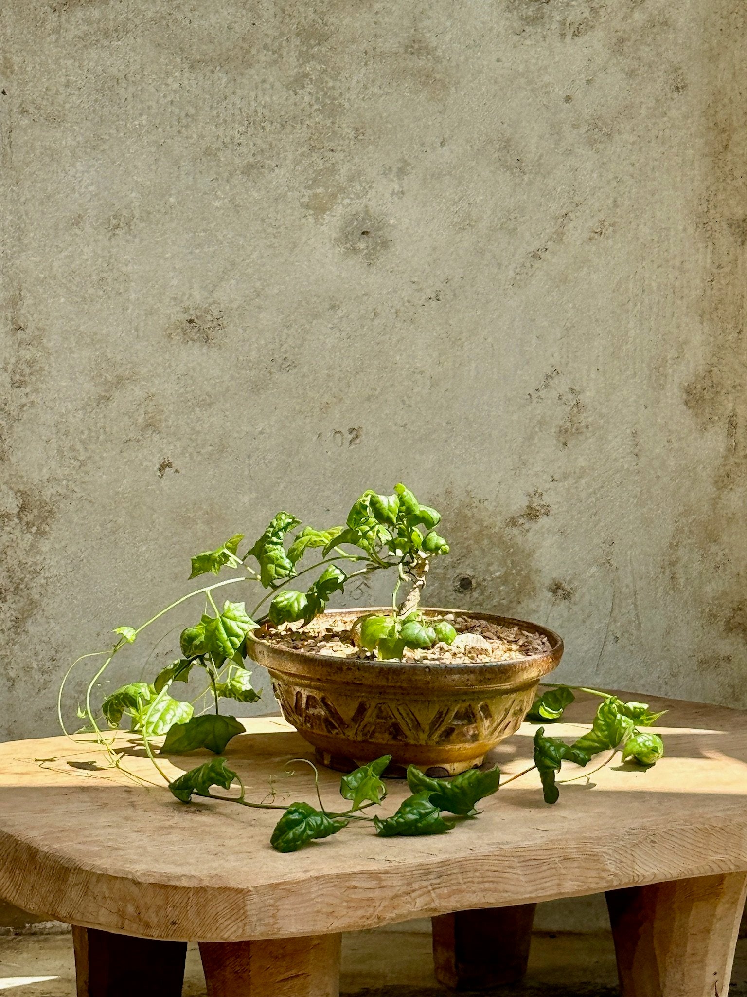 Fockea Edulis in Bowl Planter displayed on a wooden table with decorative ceramic bowl, hommes + gardens estudio.