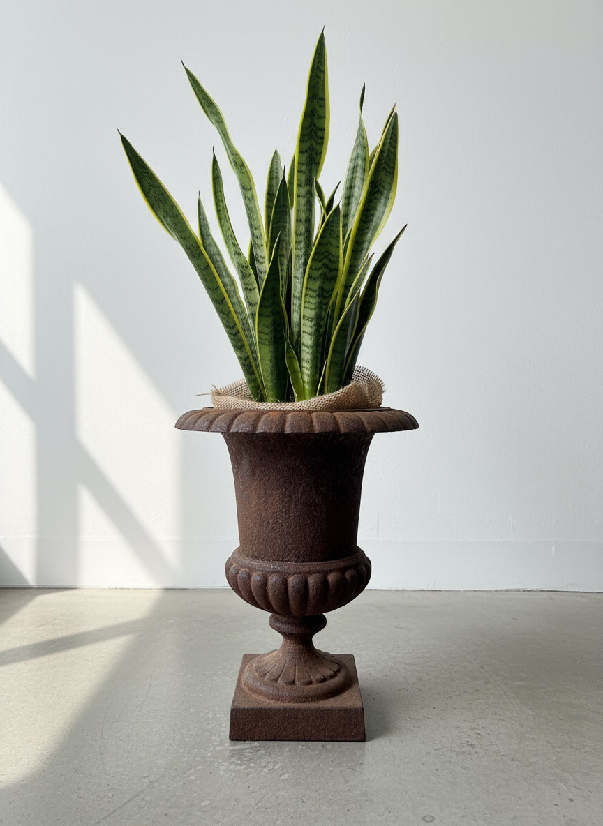 Antique French Neoclassical Cast Iron Mini Urn Planter – Aged Patina with snake plant, adding old-world charm to any space. hommes + gardens estudio.