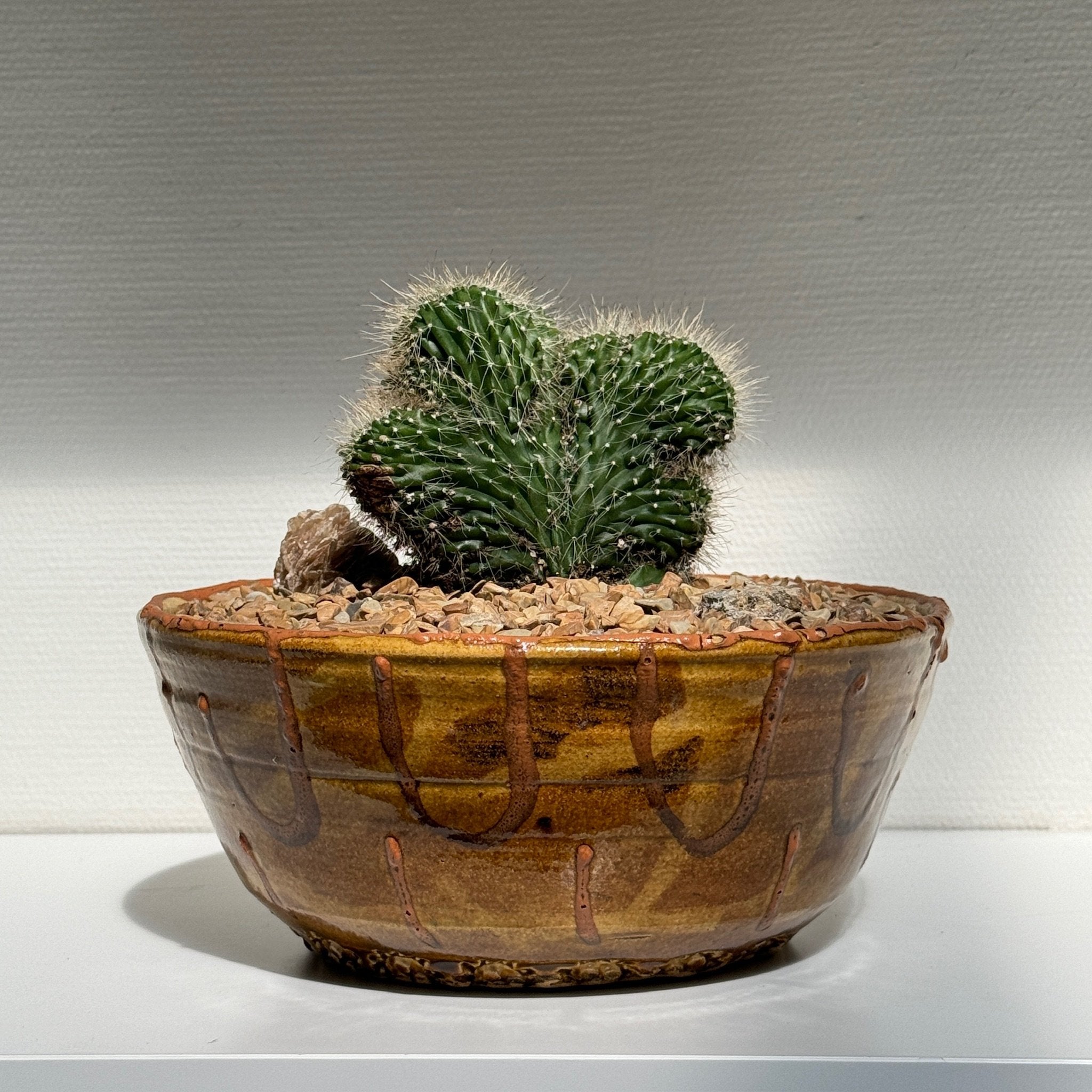 Handcrafted ochre ceramic bowl holding Neobuxbaumia Euphorbioides ‘Cristata’, combining organic texture with artistic design — Hommes and Gardens, Plant Arrangements Collection, Landscape Architect, Interior Designer, Outdoor Living, Outdoor Decorations, Home Decor, Home Design, Luxury Design, Art, Furniture, Objects, Best Gifts, Nature, Backyard, Yard.