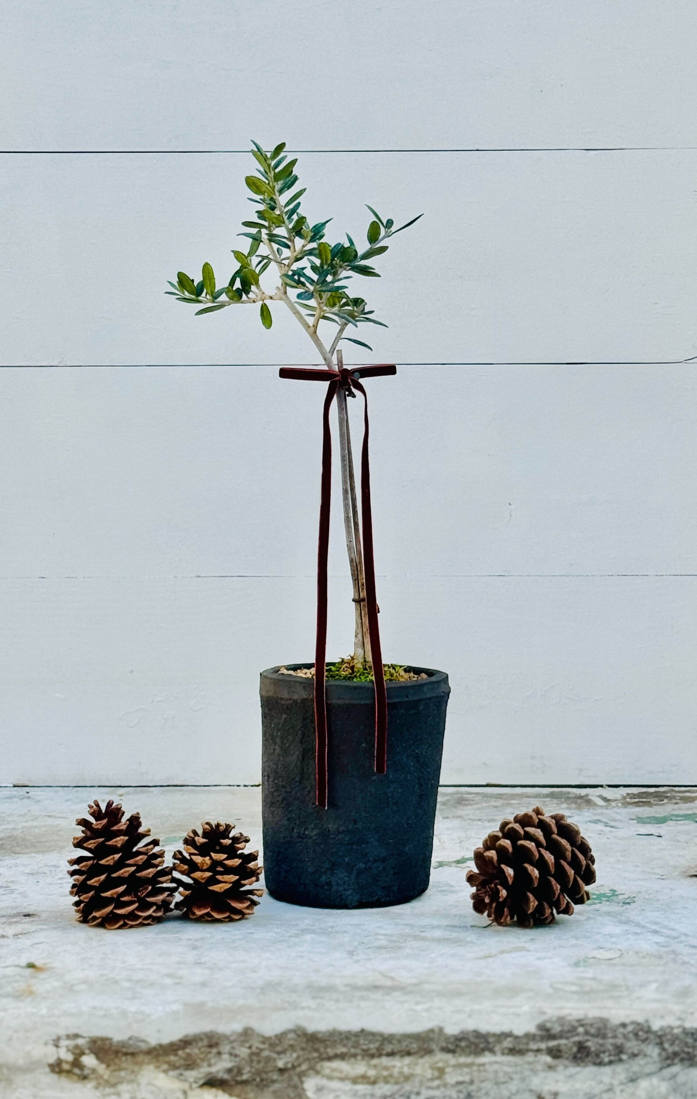 Holiday olive tree topiary with soft evergreen foliage in a rustic black pot, finished with a festive velvet ribbon — a timeless, living décor accent symbolising peace and harmony — Hommes and Gardens, Plant Arrangements Collection, Home Decor, Outdoor Decorations, Landscape Architect, Interior Designer, Outdoor Living, Home Design, Luxury Design, Art, Furniture, Objects, Best Gifts, Nature, Backyard, Yard.