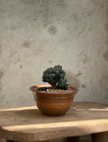 Ming Thing cactus in a terracotta glazed planter, featuring a sculptural form and warm earthy tones that bring artistic charm to modern interiors — Hommes and Gardens, Plant Arrangements Collection, Landscape Architect, Interior Designer, Outdoor Living, Outdoor Decorations, Home Decor, Home Design, Luxury Design, Art, Furniture, Objects, Best Gifts, Nature, Backyard, Yard.