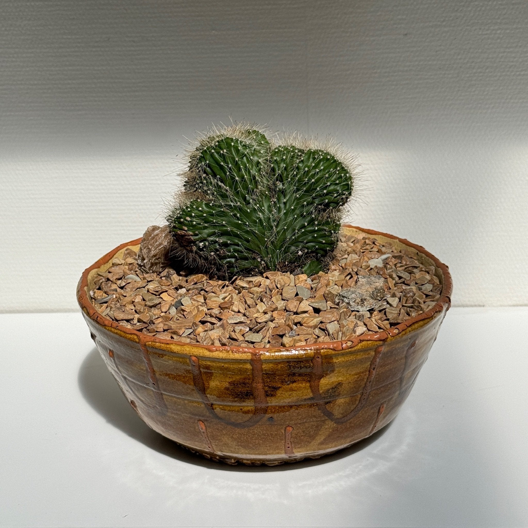 Neobuxbaumia Euphorbioides ‘Cristata’ displayed in a handmade vintage ochre ceramic bowl with wood rock detailing, ideal for natural home styling — Hommes and Gardens, Plant Arrangements Collection, Landscape Architect, Interior Designer, Outdoor Living, Outdoor Decorations, Home Decor, Home Design, Luxury Design, Art, Furniture, Objects, Best Gifts, Nature, Backyard, Yard.