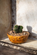 Neobuxbaumia Euphorbioides ‘Cristata’ in a vintage handmade ochre ceramic bowl with natural wood rock topper, an elegant sculptural plant arrangement — Hommes and Gardens, Plant Arrangements Collection, Landscape Architect, Interior Designer, Outdoor Living, Outdoor Decorations, Home Decor, Home Design, Luxury Design, Art, Furniture, Objects, Best Gifts, Nature, Backyard, Yard.