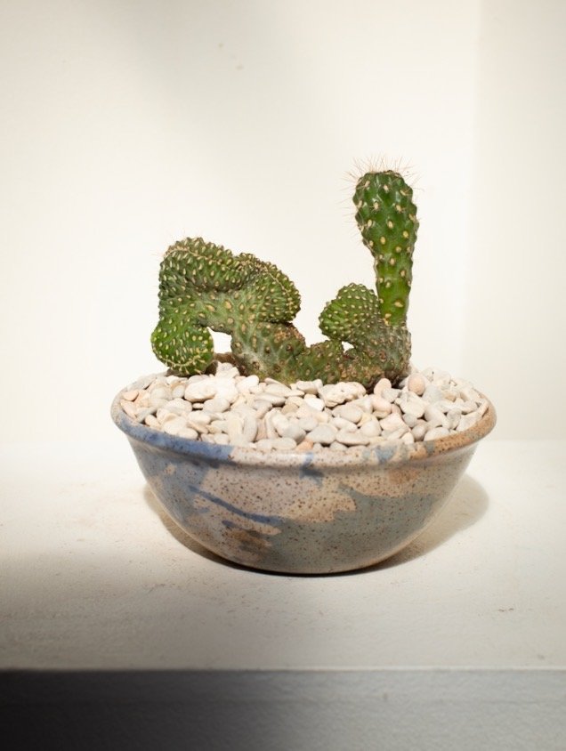 Opuntia Parryi Serpentina Cristata cactus beautifully displayed in a handmade ceramic bowl, signed on bottom — Hommes and Gardens, Potted Houseplants Collection, Landscape Architect, Interior Designer, Outdoor Living, Outdoor Decorations, Home Decor, Home Design, Luxury Design, Art, Furniture, Objects, Best Gifts, Nature, Backyard, Yard.
