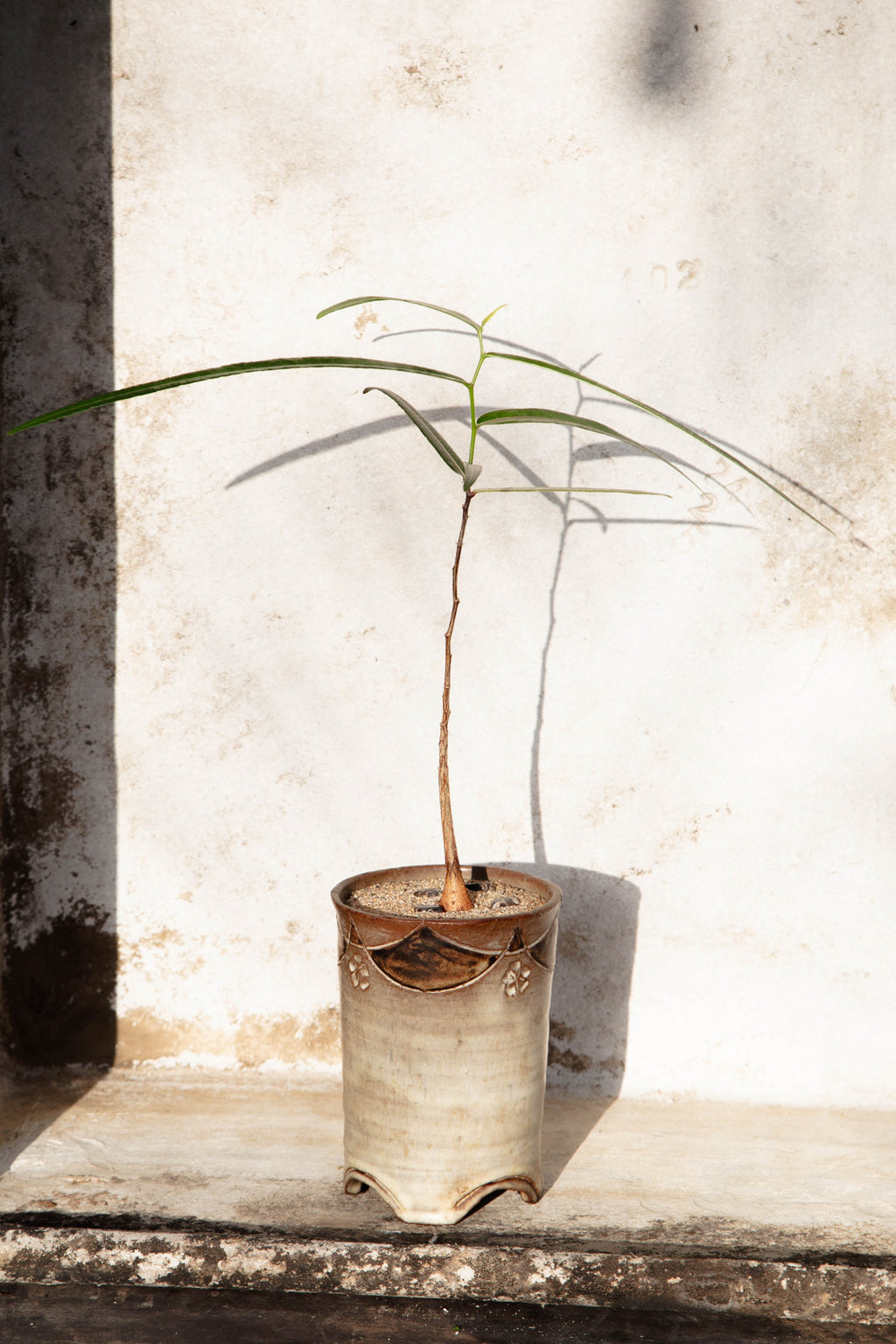 Queensland Bottle Tree potted in handcrafted ceramic vessel with natural sand and polished stone details for modern interiors — Hommes and Gardens, Plant Arrangements Collection, home decor, outdoor decorations, home design, luxury design, Landscape Architect, Interior Designer, Outdoor Living, Art, Furniture, Objects, Best Gifts, Nature, Backyard, Yard.