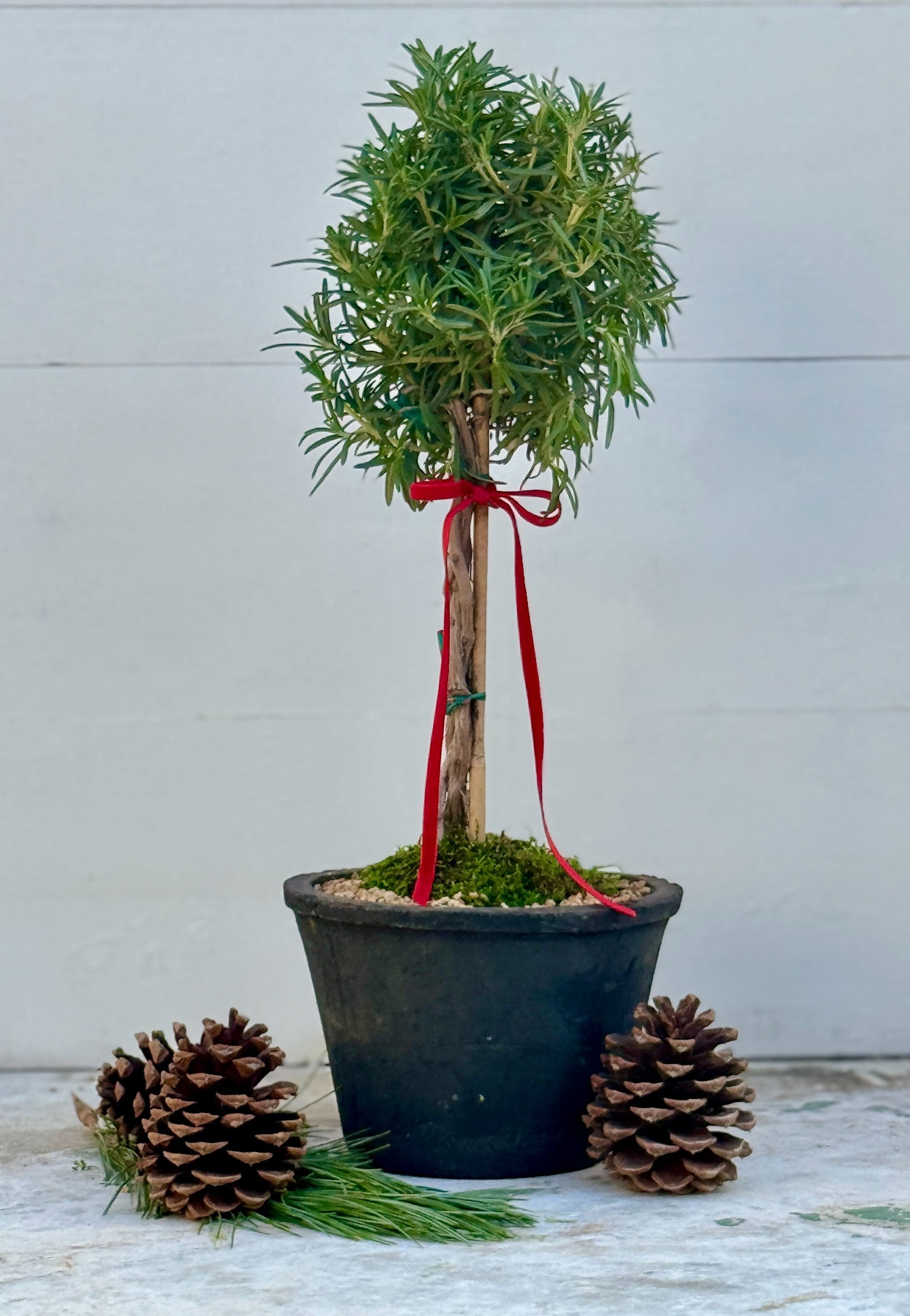 Topiary Rosemary in black planter, decorated with pine cones and a red ribbon for a festive touch. hommes + gardens estudio.