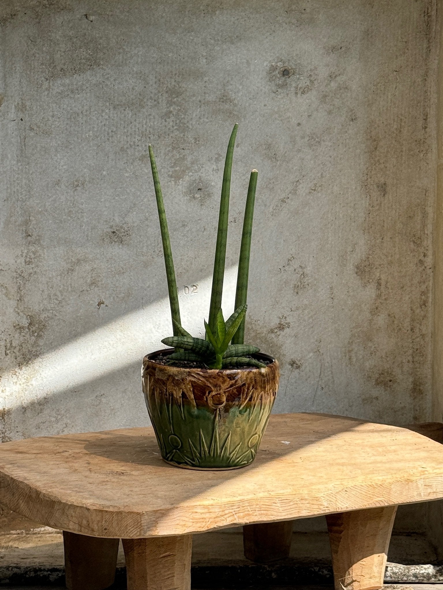 Sansevieria Dragon Fingers in Glazed Green and Brown Planter on wooden table, showcasing tall, sword-like leaves. hommes + gardens estudio.