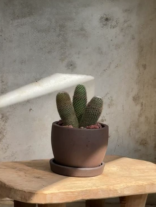 Set of 3 Cacti in Brown Pot placed on a wooden table, showcasing rustic decor for homes + gardens estudio.