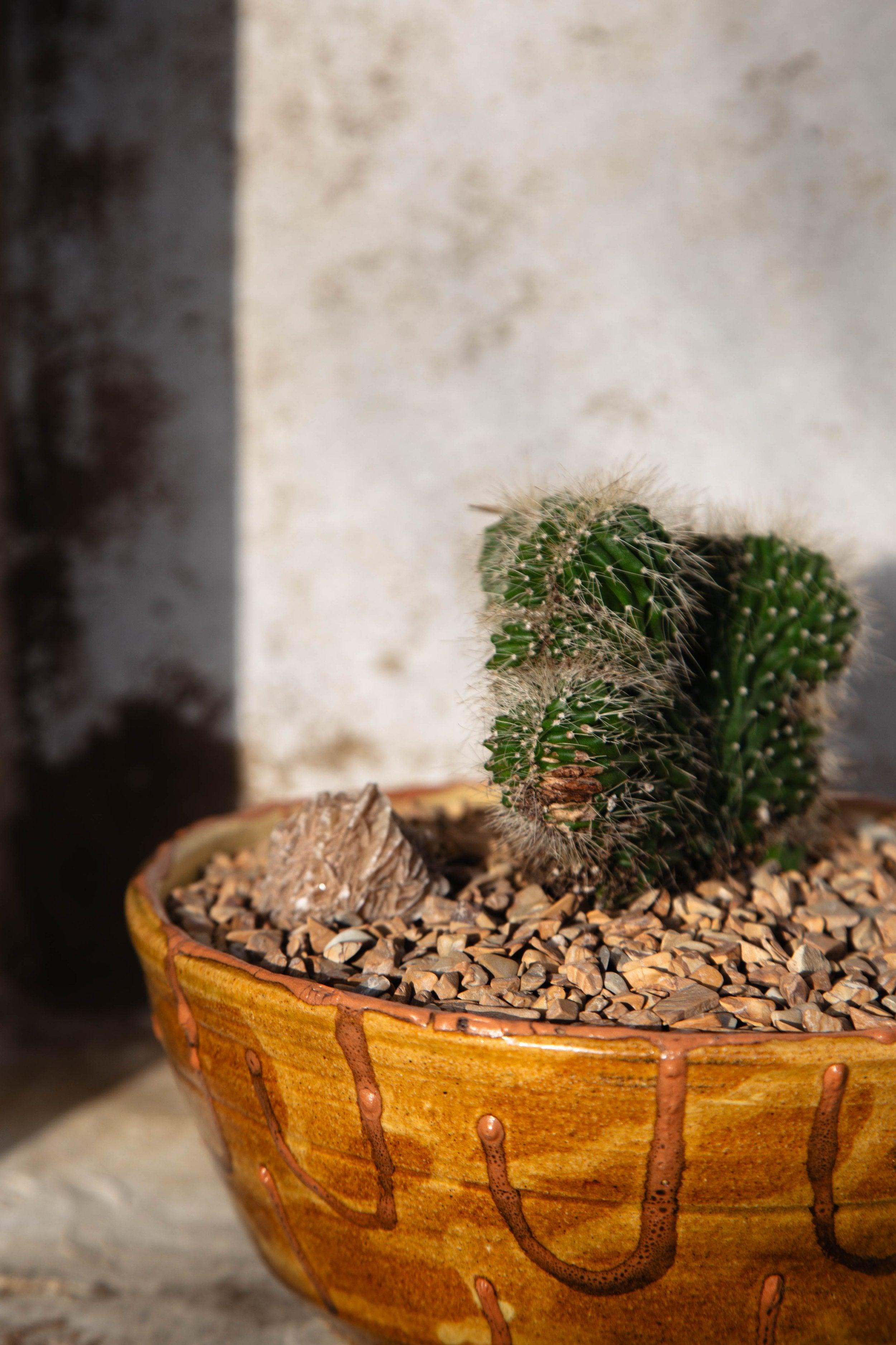 Vintage handmade ochre ceramic planter featuring Neobuxbaumia Euphorbioides ‘Cristata’ with natural wood rock accent, perfect for modern botanical decor — Hommes and Gardens, Plant Arrangements Collection, Landscape Architect, Interior Designer, Outdoor Living, Outdoor Decorations, Home Decor, Home Design, Luxury Design, Art, Furniture, Objects, Best Gifts, Nature, Backyard, Yard.