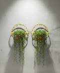 Vintage Yellow Wire Metal Wall-Mounted Basket Holders (Set of 2) with succulent plants, adding colorful decor to any space. hommes + gardens estudio.