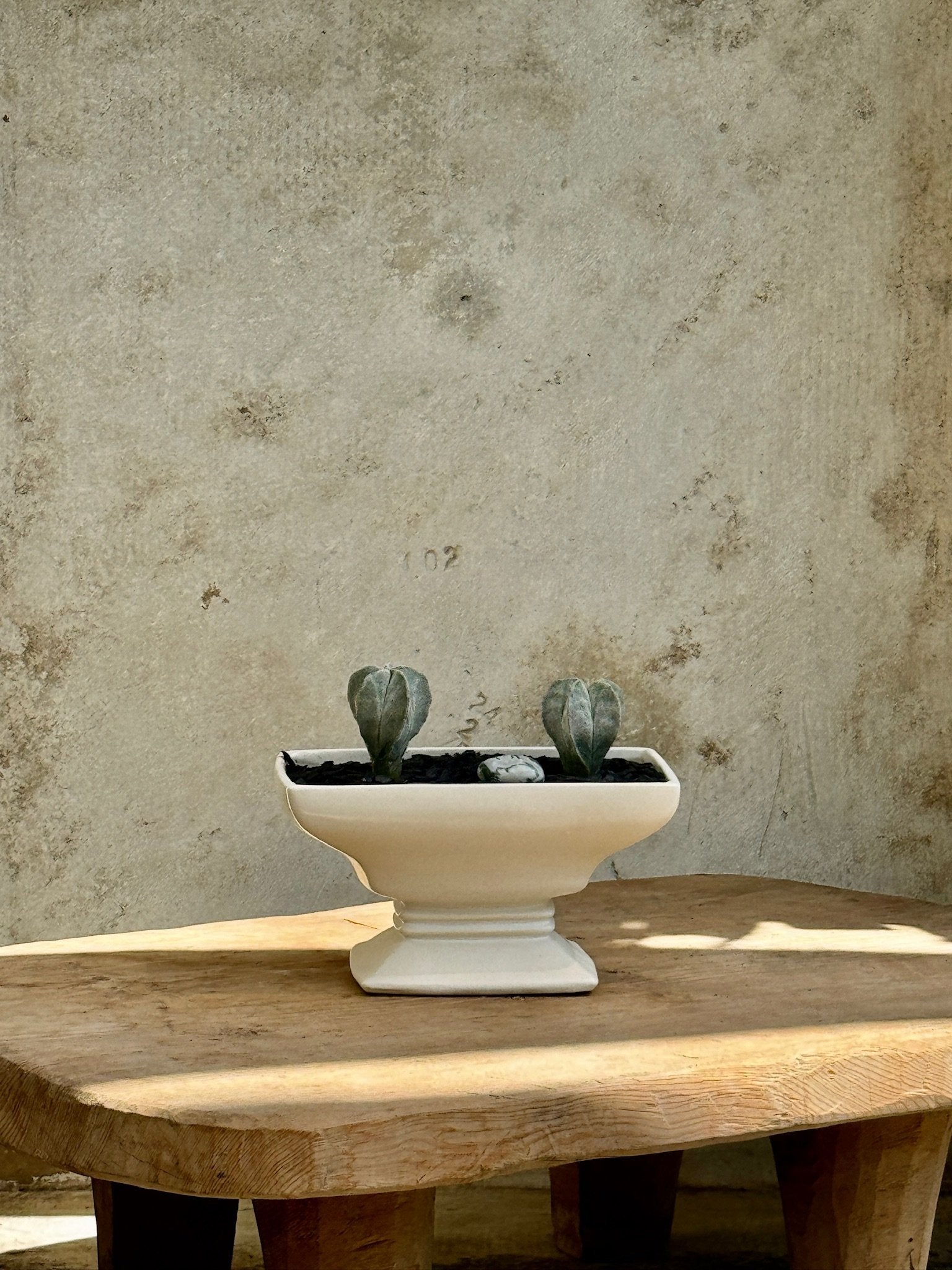 White rectangular urn with 2 cacti on a wooden table, featuring a modern minimalist design. hommes + gardens estudio.