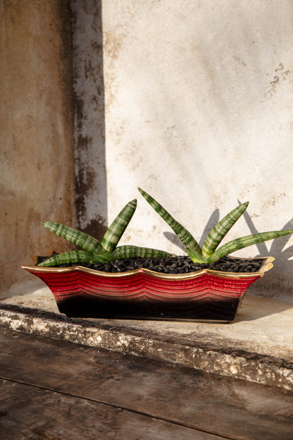 Sansevieria Cylindrical 'Starfish Snake Plant' in Vintage Hull Pink and Black Vessel