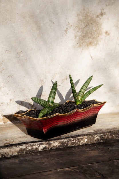 Sansevieria Cylindrical 'Starfish Snake Plant' in Vintage Hull Pink and Black Vessel