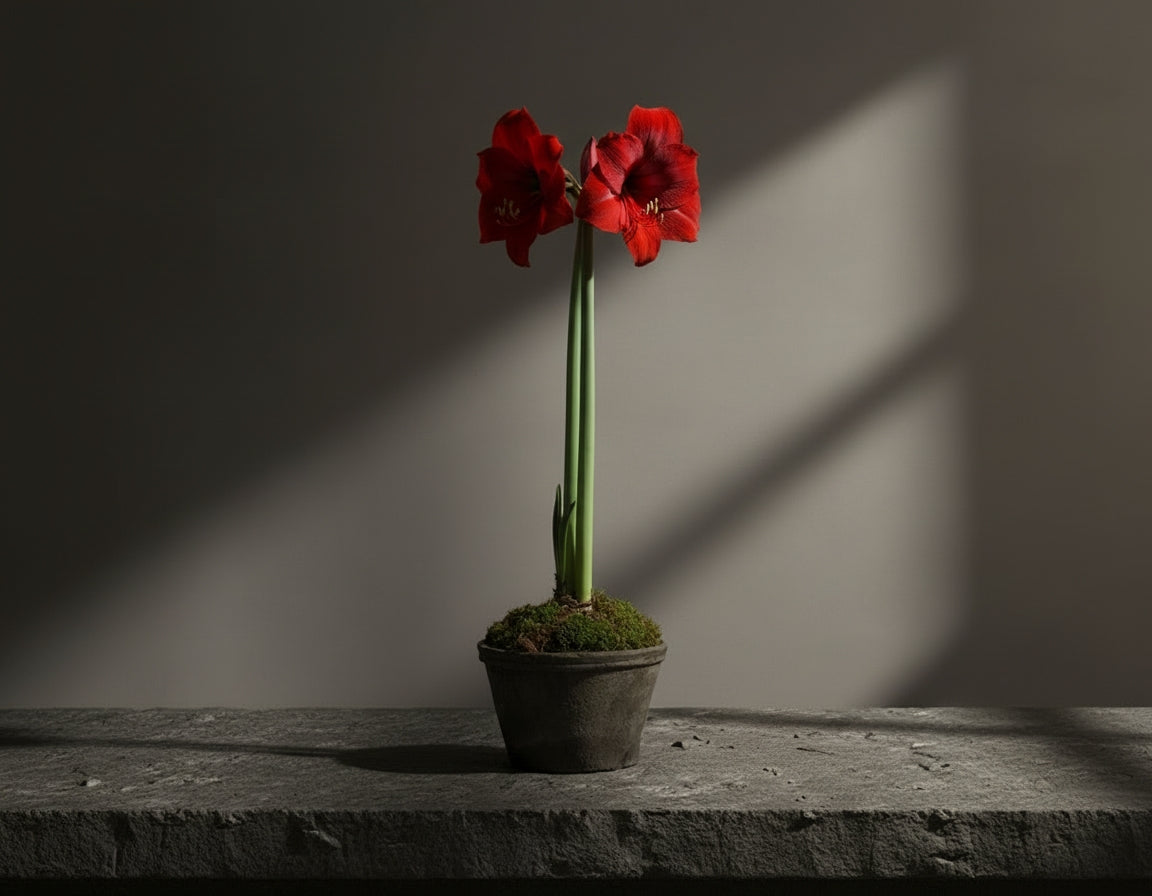 Red Amaryllis in Textured Black Stoneware Vessel