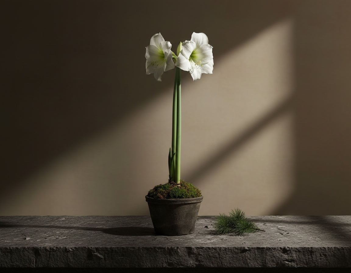 White Amaryllis in Textured Black Stoneware Vessel