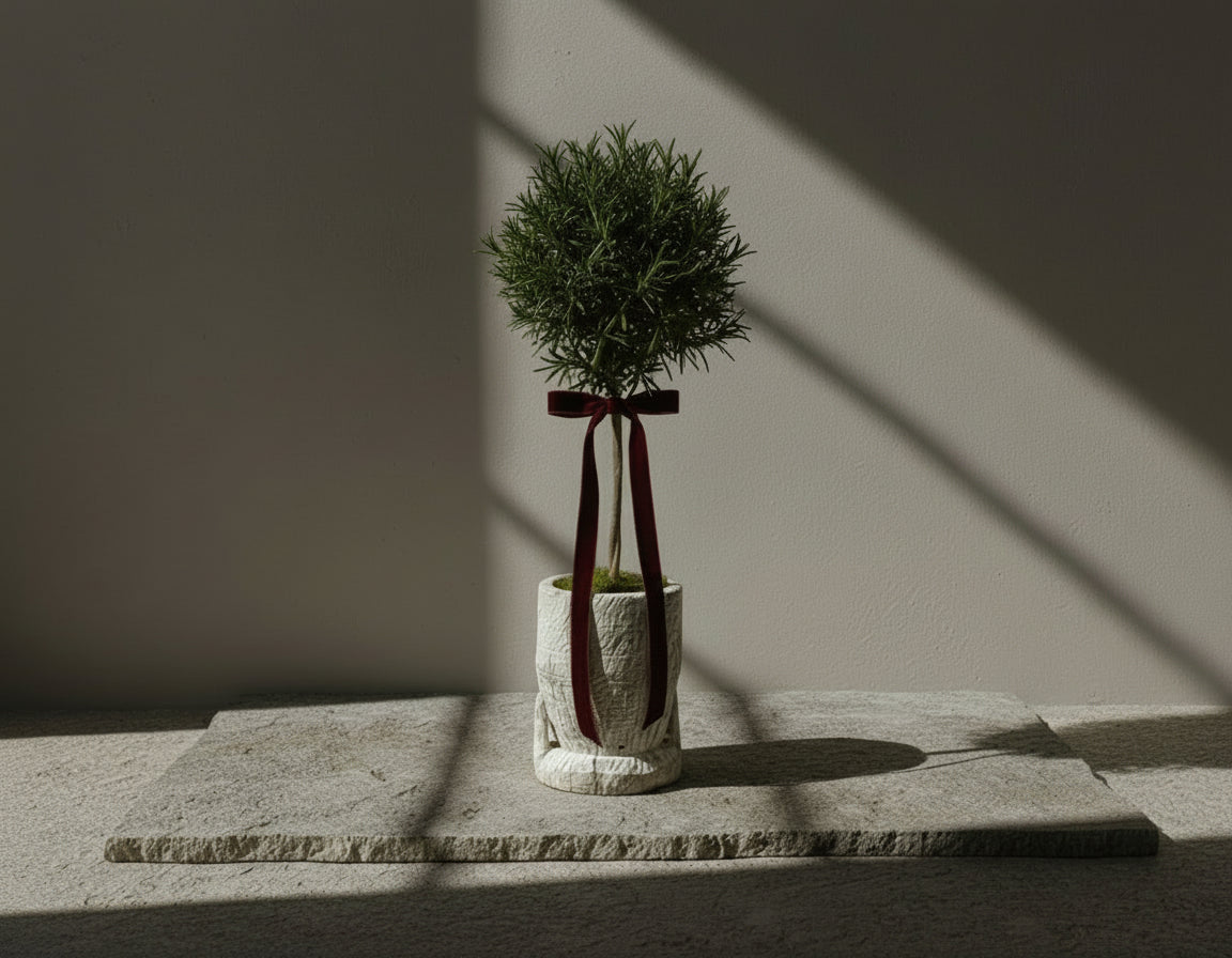 Rosemary Topiary in White Wood Planter